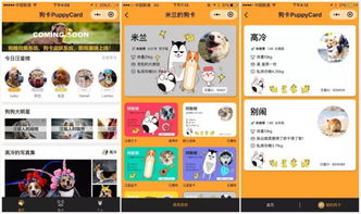 貓卡之后再有狗卡 上線 15 天用戶 30 萬(wàn),小程序 寵物賽道究竟有多火